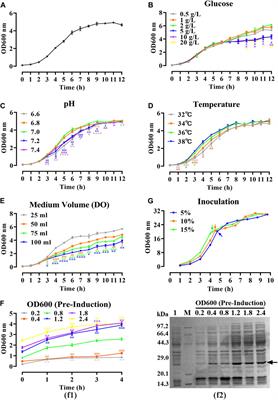 Scaling up production of recombinant human basic fibroblast growth factor in an Escherichia coli BL21(DE3) plysS strain and evaluation of its pro-wound healing efficacy